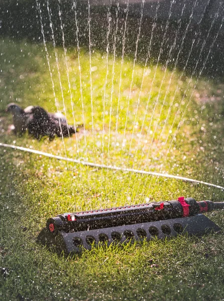 Sprinkler fej szórással vizet a zöld gyep — Stock Fotó