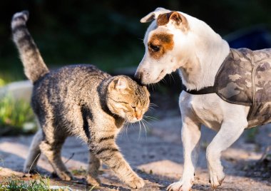 Cute jack russel dog and domestic kitten best friends clipart