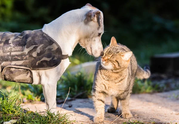 可爱的杰克拉塞尔犬和国内小猫最好的朋友 — 图库照片