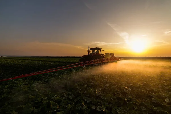 Traktor som sprutar bekämpningsmedel på vegetabiliska fält med spruta på s — Stockfoto