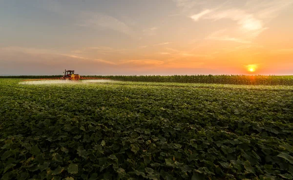 Tractor spraying pesticides on vegetable field with sprayer at s — Stock Photo, Image