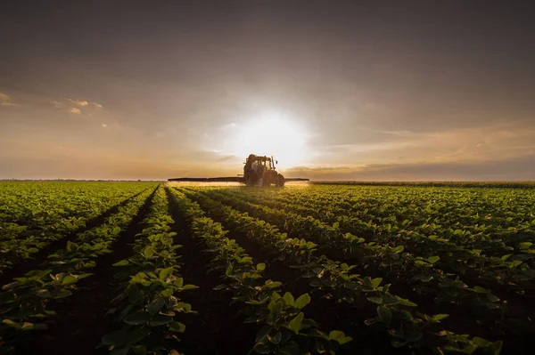 Traktor som sprutar bekämpningsmedel på sojabönor fält med spruta på spr — Stockfoto