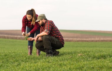 Genç çiftçilerin incelenirken kış sezonunda genç buğday ekili