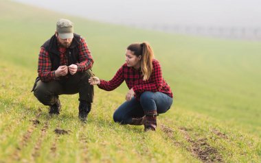 Genç çiftçilerin incelenirken kış sezonunda genç buğday ekili