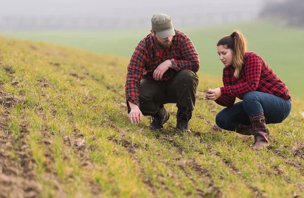 Jovens agricultores que examinam trigo jovem plantado durante a estação de inverno — Fotografia de Stock