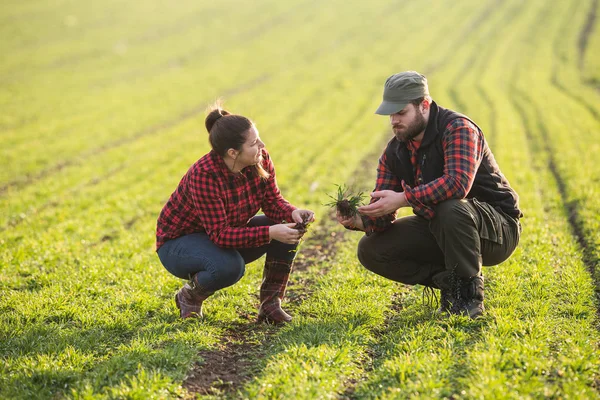 Young farmers examing planted young wheat during winter season — Stock Photo, Image