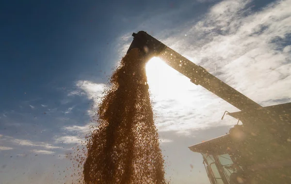 Getreide nach der Ernte in Traktoranhänger gießen — Stockfoto