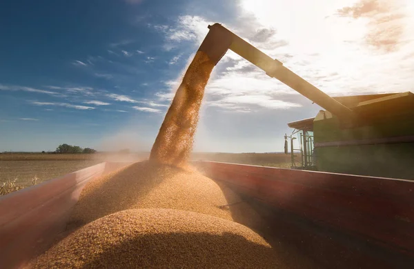 Hälla majs korn i traktor släpvagn efter skörd — Stockfoto