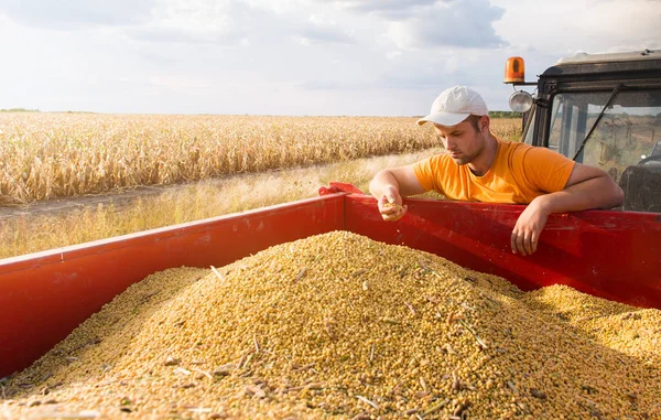 農家と大豆 — ストック写真