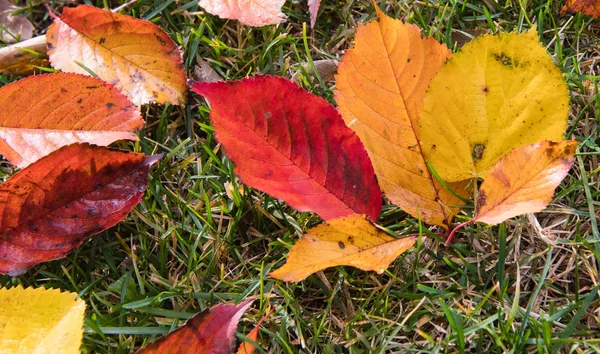 美しい紅葉の季節 — ストック写真