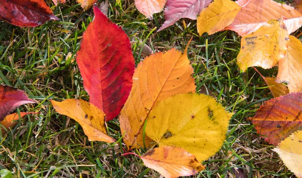 美しい紅葉の季節 — ストック写真