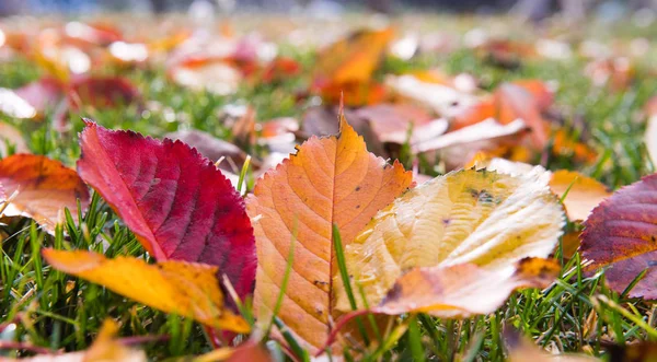 Gyönyörű őszi levelek évszaka — Stock Fotó