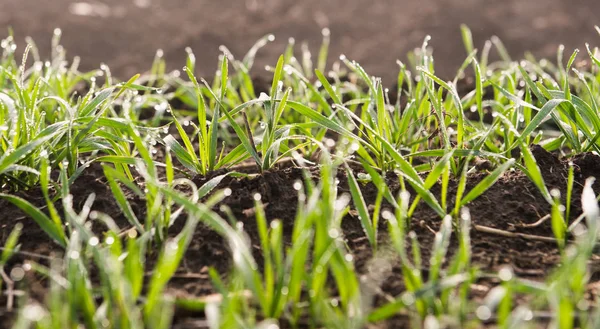 Unga vete plantor växer — Stockfoto