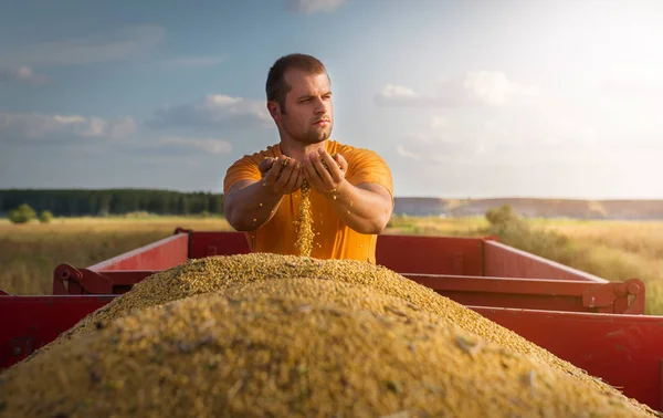 Jovem agricultor olhando grãos de milho em reboque trator — Fotografia de Stock