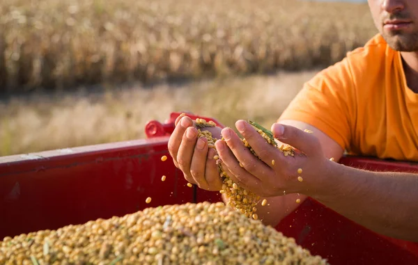 Giovani agricoltori mani con grani di mais nel rimorchio del trattore — Foto Stock