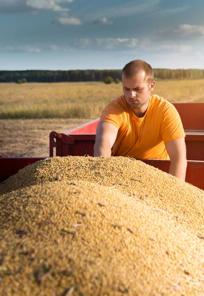 Giovane agricoltore guardando chicchi di mais nel rimorchio del trattore — Foto Stock