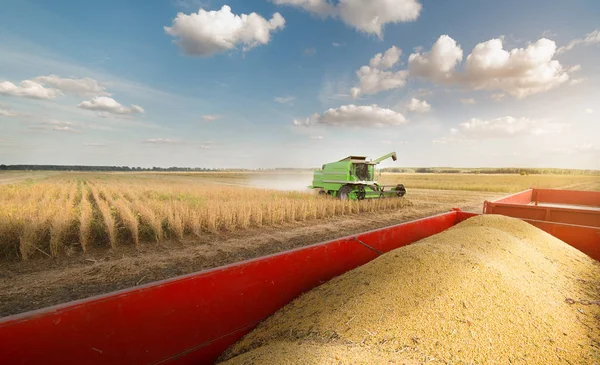 Habas de soja en remolque tractor — Foto de Stock