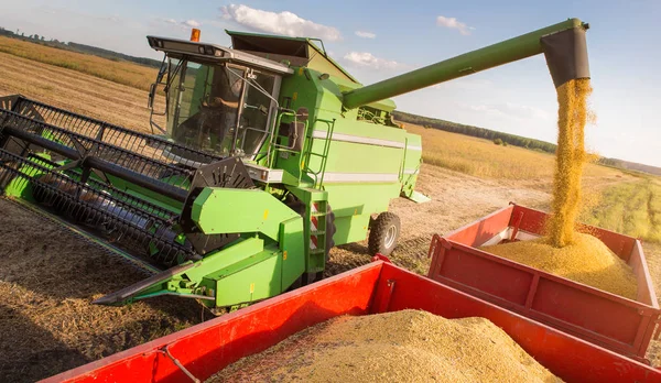 Nalil sójové boby do přívěsu traktoru po sklizni — Stock fotografie