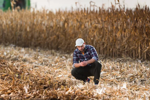 Młody rolnik zbadania kukurydzy w polu kukurydzy w okresie zbiorów — Zdjęcie stockowe