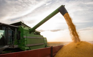 Hasattan sonra traktör römorkuna mısır dökülüyor.