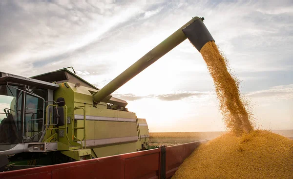 Verter grano de maíz en el remolque tractor después de la cosecha —  Fotos de Stock