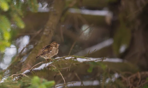 Sparrow on a tree branch — Stock Photo, Image