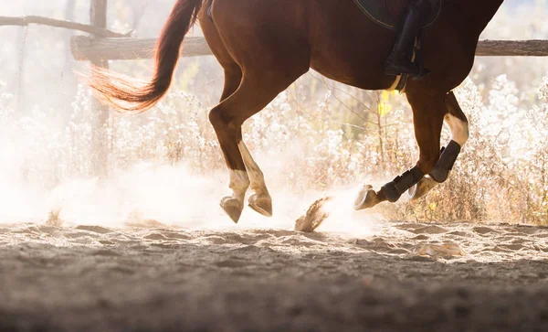 Un caballo montando en otoño — Foto de Stock