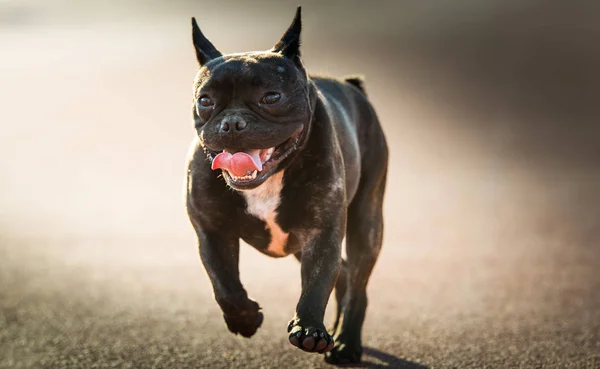 French Bulldog dog — Stock Photo, Image