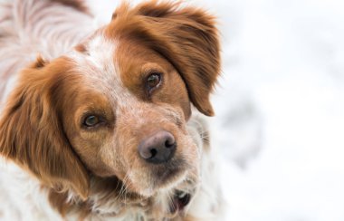Turuncu ve beyaz Fransız Brittany Spaniel
