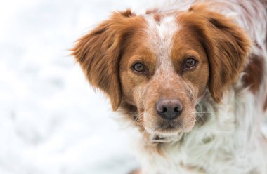 Turuncu ve beyaz Fransız Brittany Spaniel