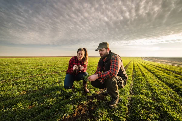 Young farmers examing planted young wheat during winter season — Stock Photo, Image