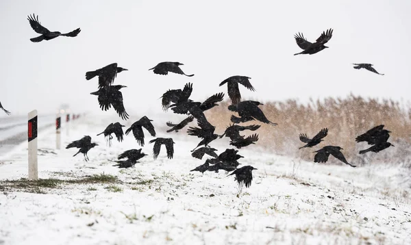 A flock of crows flying above the frozen fields