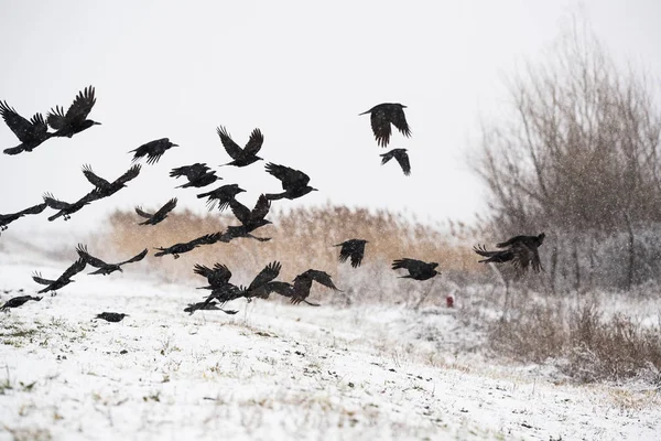 冷凍フィールド上空を飛んでいるカラスの群れ — ストック写真