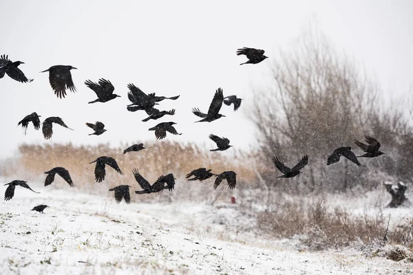 冷凍フィールド上空を飛んでいるカラスの群れ — ストック写真