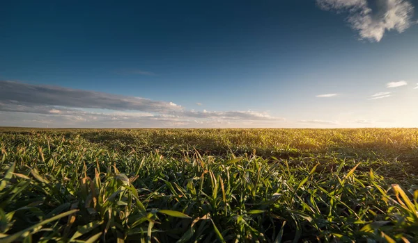 Agrarische landschap, akkerbouwgewassen velden — Stockfoto