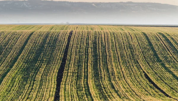 Paisaje agrícola, cultivos herbáceos —  Fotos de Stock