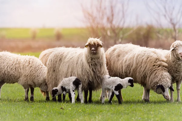 Rebanho de ovelhas em pasto - prado em primavera — Fotografia de Stock