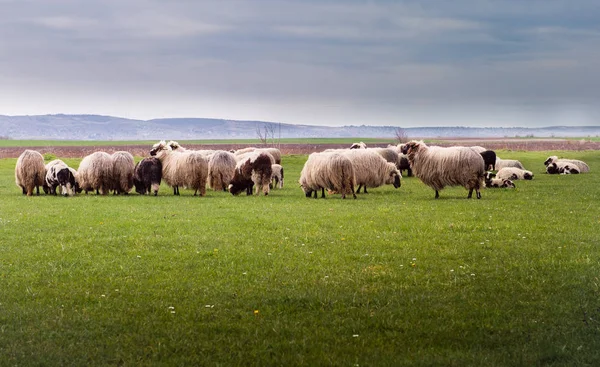 Stado owiec na pastwisko - łąka na wiosnę — Zdjęcie stockowe