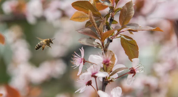 Erik ağacı bir nazik Pembe çiçek arıya — Stok fotoğraf