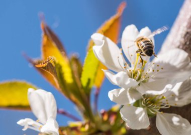 Kiraz ağacı - prunus cerasus nazik bir beyaz çiçek arıya