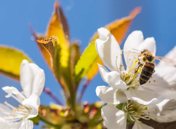 Bee op een zachte witte bloemen van de kersenboom - prunus cerasus — Stockfoto