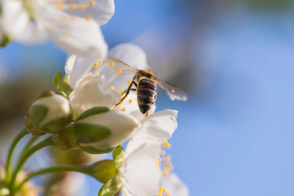 Bee on a gentle white flowers of cherry tree - prunus cerasus — Stock Photo, Image