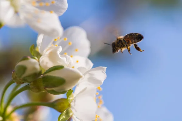 La abeja a las flores tiernas blancas del cerezo - el ciruelo cerasus —  Fotos de Stock