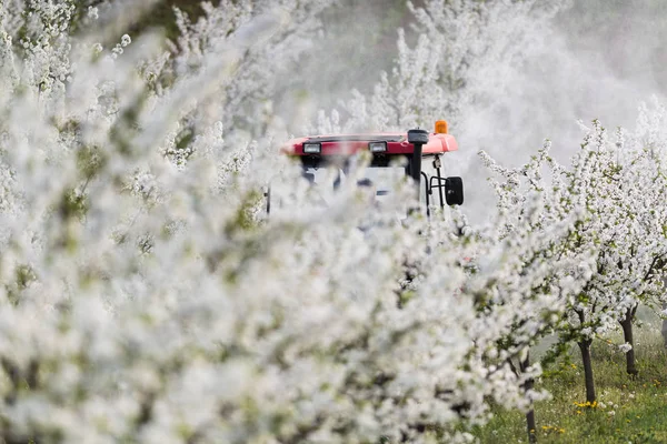 Traktor versprüht Insektizid in Apfelfeld — Stockfoto