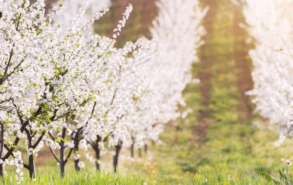 Champ de pommiers en fleurs — Photo