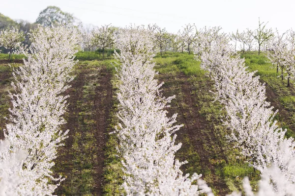 Blooming apple orchard field — Stock Photo, Image