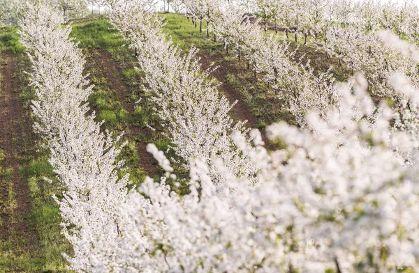 Blooming apple orchard field