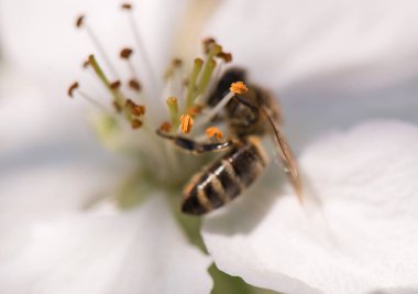 Kiraz ağacı - prunus cerasus nazik bir beyaz çiçek arıya