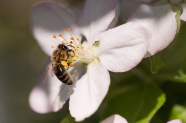 Kiraz ağacı - prunus cerasus nazik bir beyaz çiçek arıya
