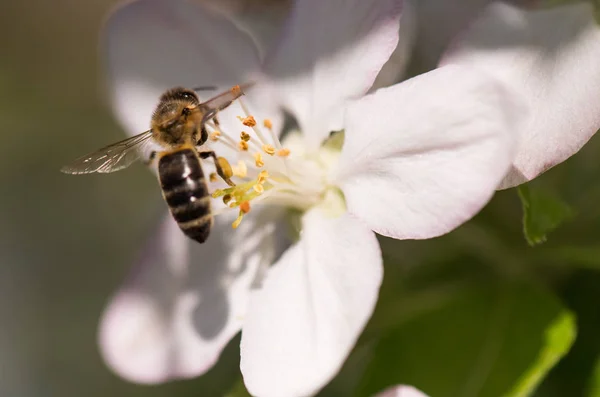 벚꽃-벚나무 코의 부드러운 흰 꽃에 벌 — 스톡 사진